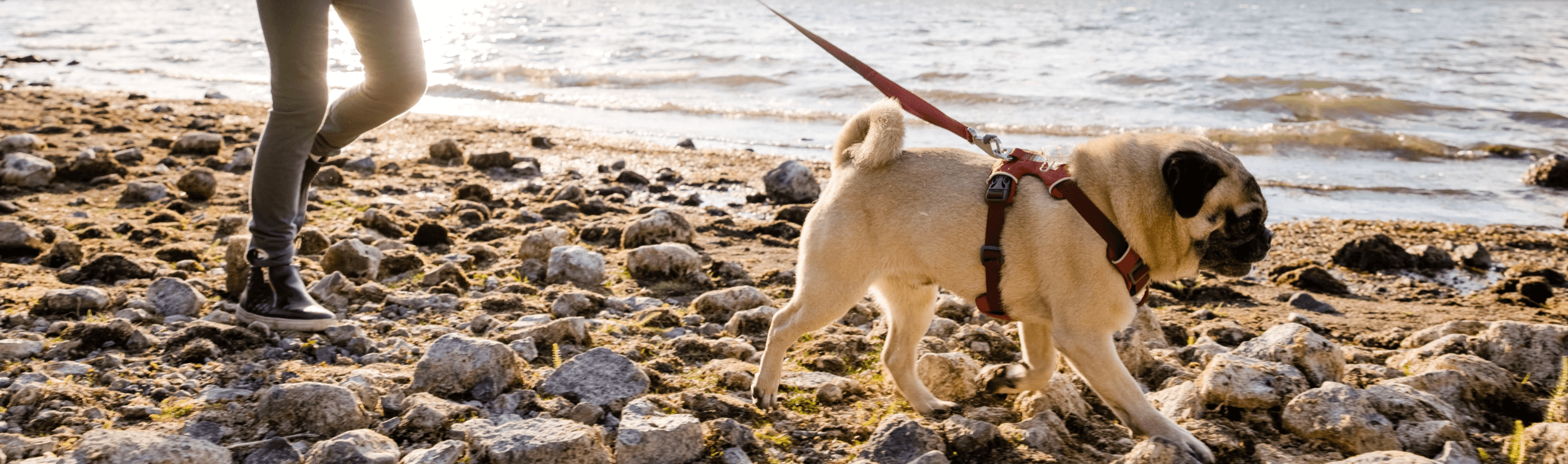 Dog walking on the beach with rocks.