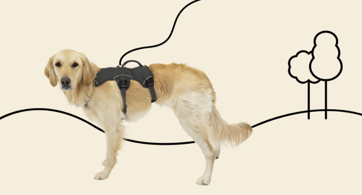 Dog wearing Ruffwear harness