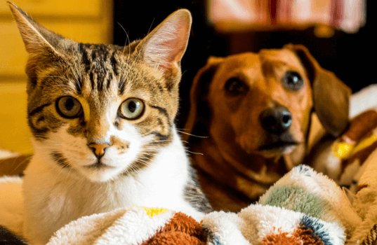 A dog and cat sitting together