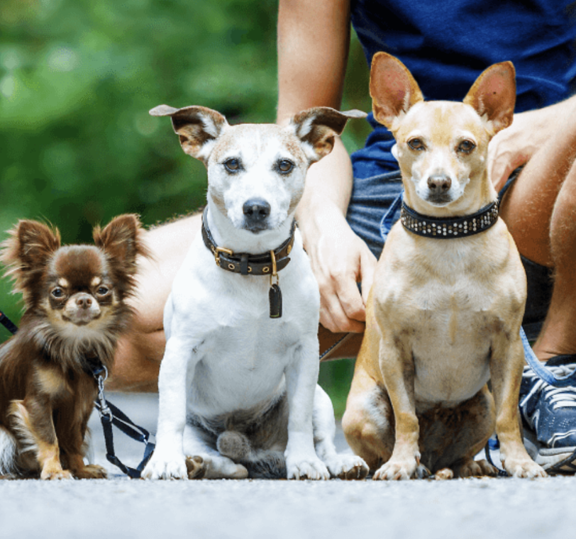 Three dogs training how to sit