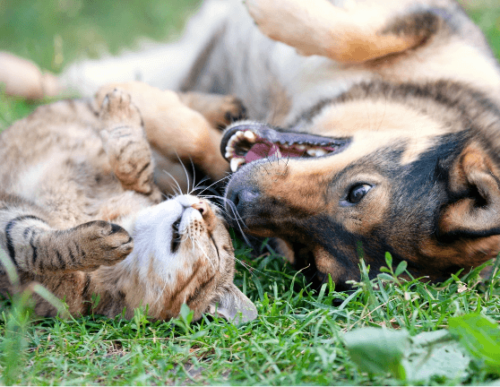 A dog and cat rolling around