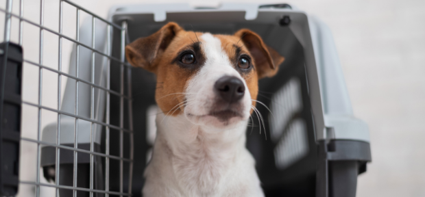 Dog inside carrier looking majestic