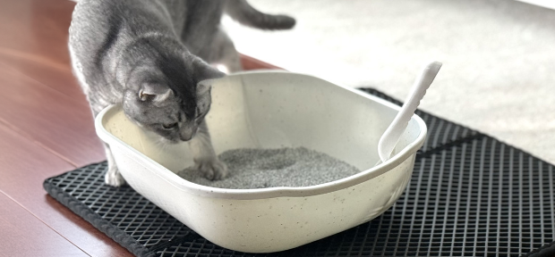 Cat checking litter box
