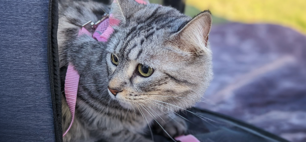 Cat leaving the carrier