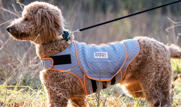 Dog wearing comfy jacket in cold weather.