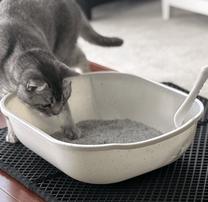 Cat interested in Litter.