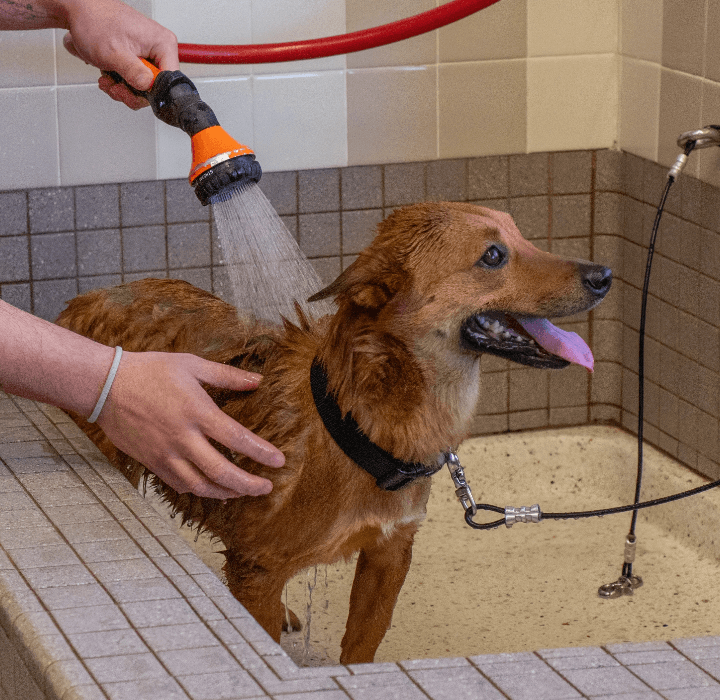 Dog bing bathed in PetFoodExpress Pet Wash station.