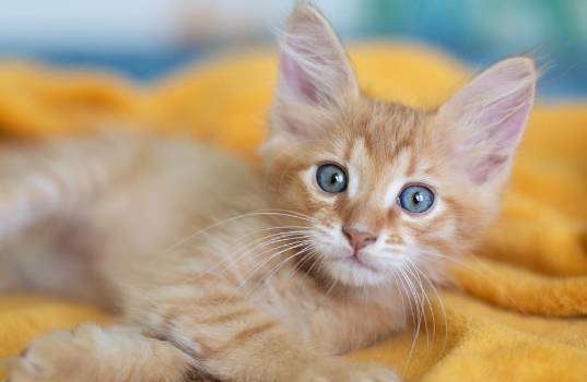 Cat smiling for the camera