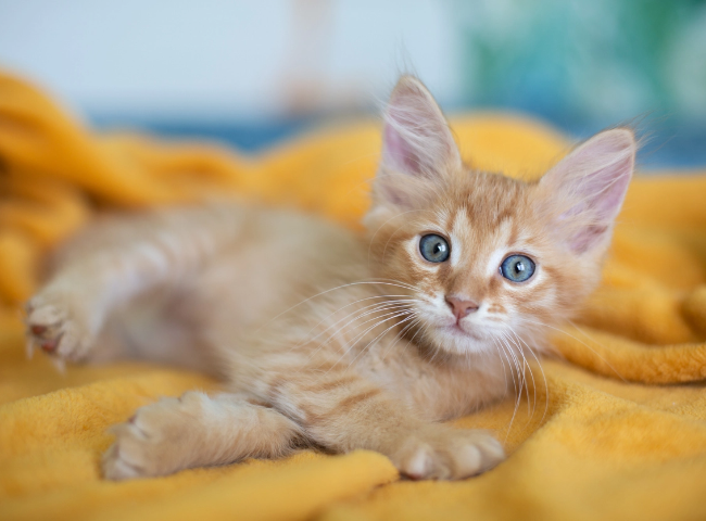 Cat smiling for the camera