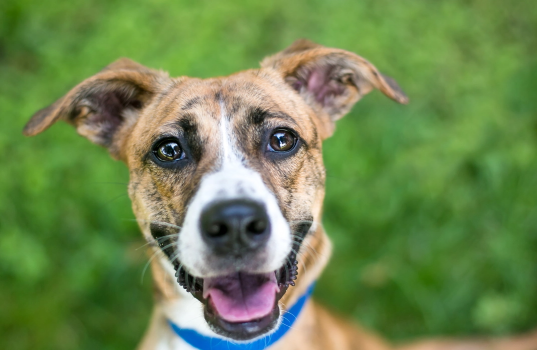 Dog smiling for the camera