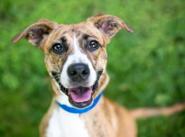 Dog smiling for the camera