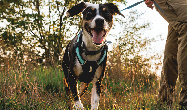 Dog walking with Ruffwear leash.