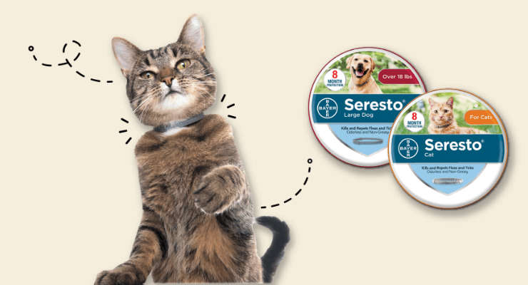 cat with Applaws food