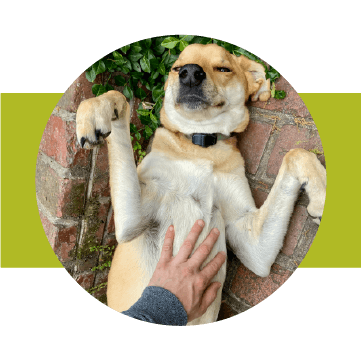 dog getting their belly scratched