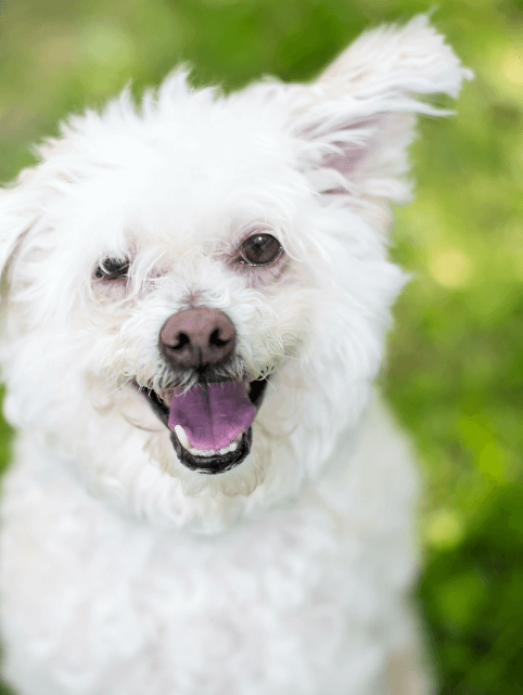 dog smiling