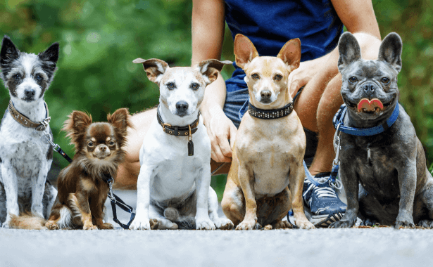 Small dogs standing in a line