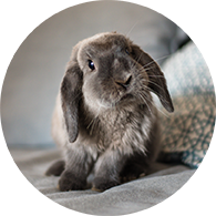 Pet Food Express