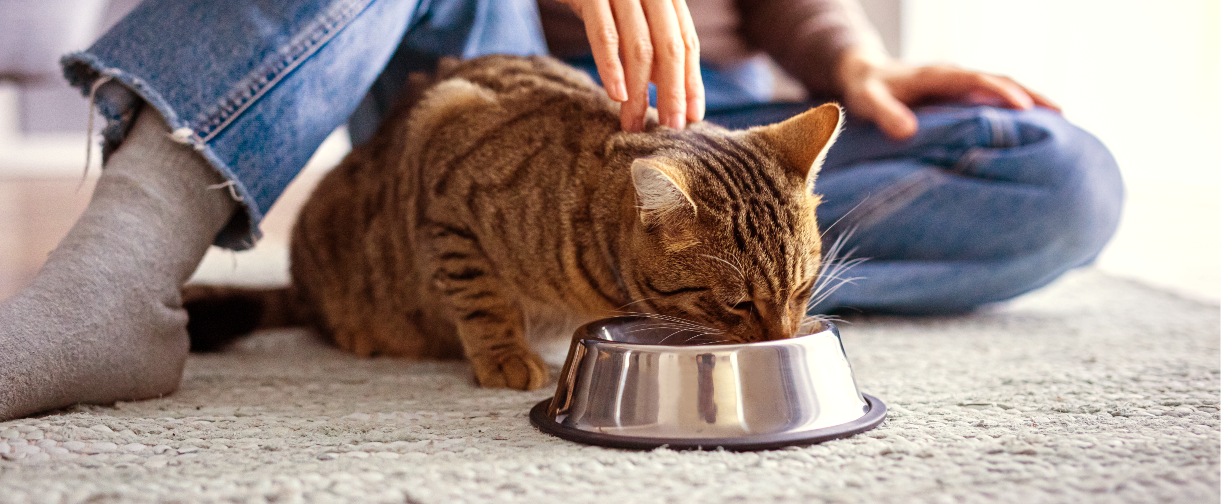 Cat eating food from bowl.