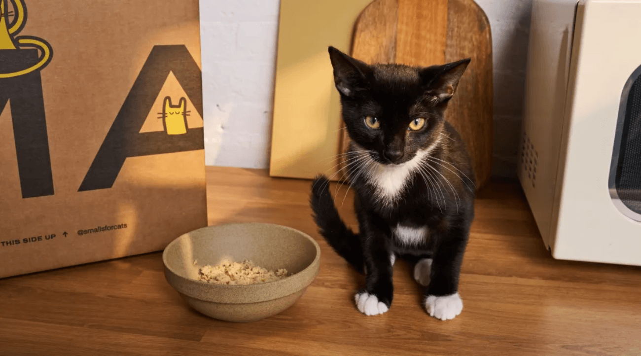 Cat sitting next to a bowl of food.