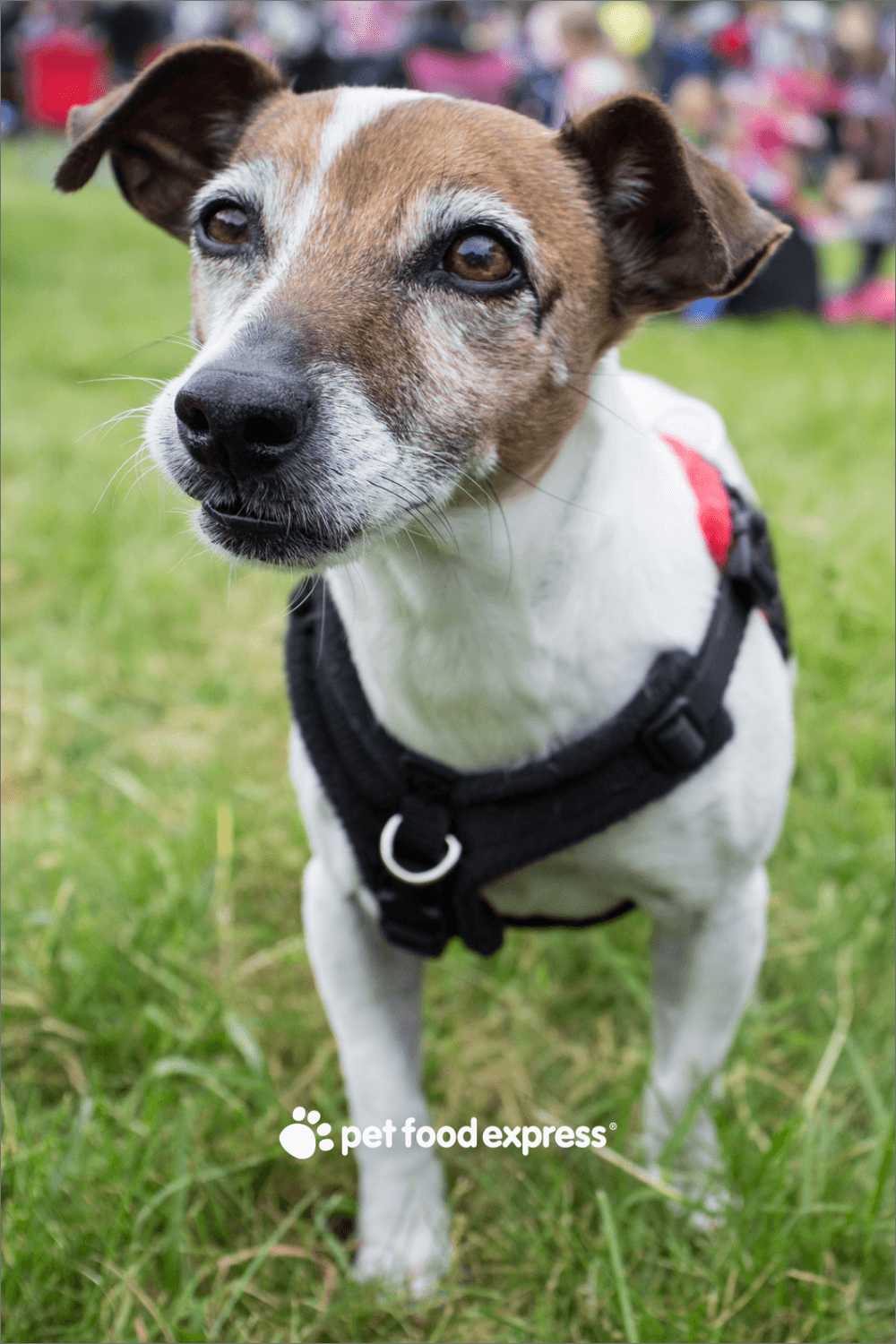 PetFriendly Memorial Day Activities