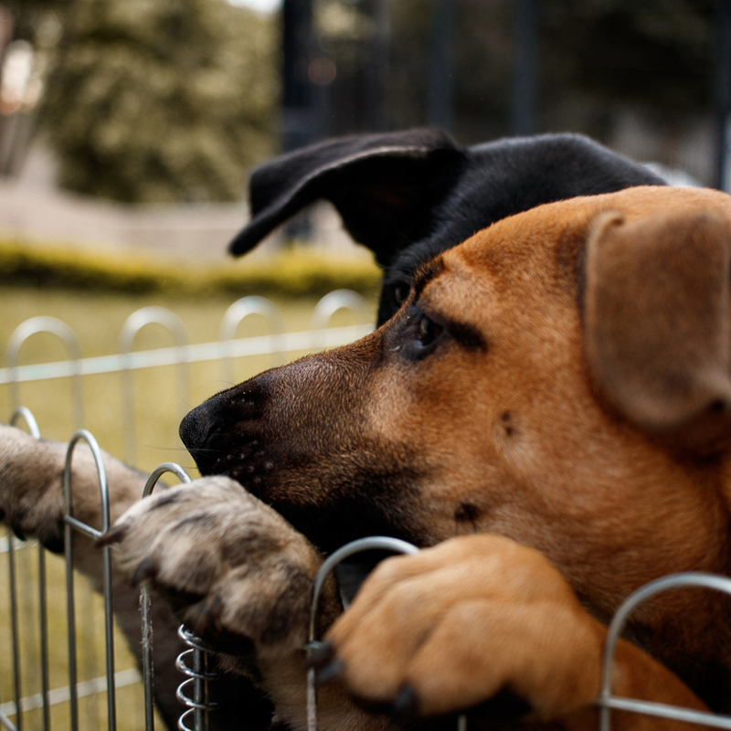 two dogs peaking over a fence