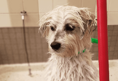 Wet terrier standing in a pet wash bay
