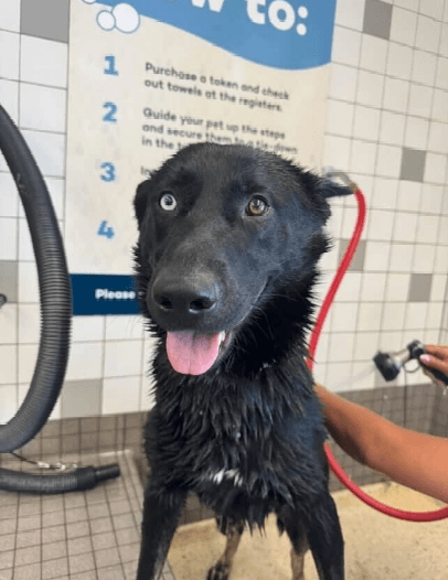 Dog at Pet Food Express pet wash
