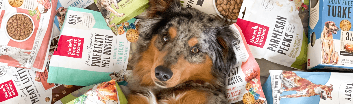 Two dogs watching owner pour nulo food