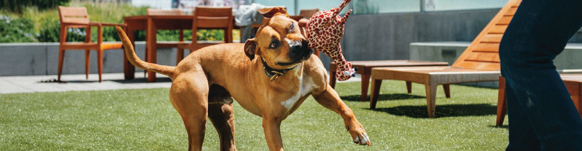 A dog knawing on a tough chew toy. Click here to shop Dog Toys