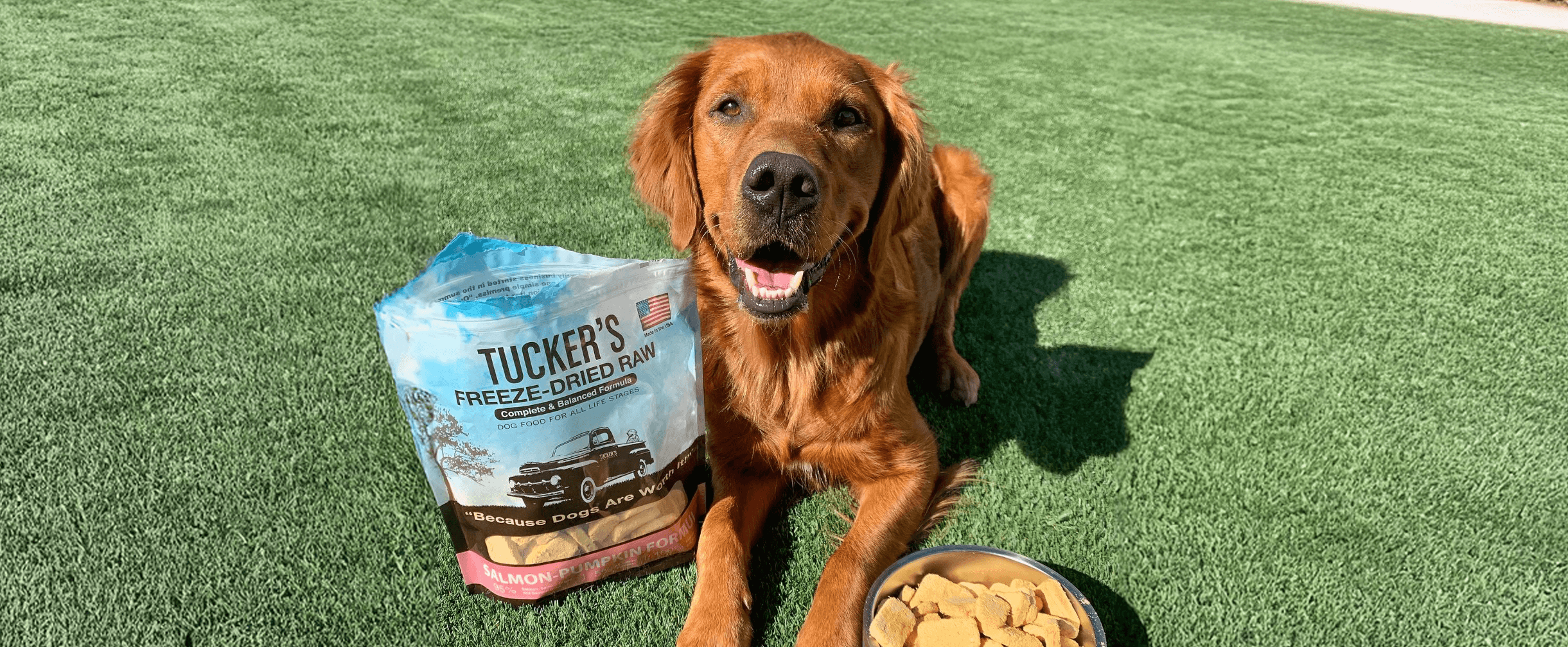 Dog and owner play in river