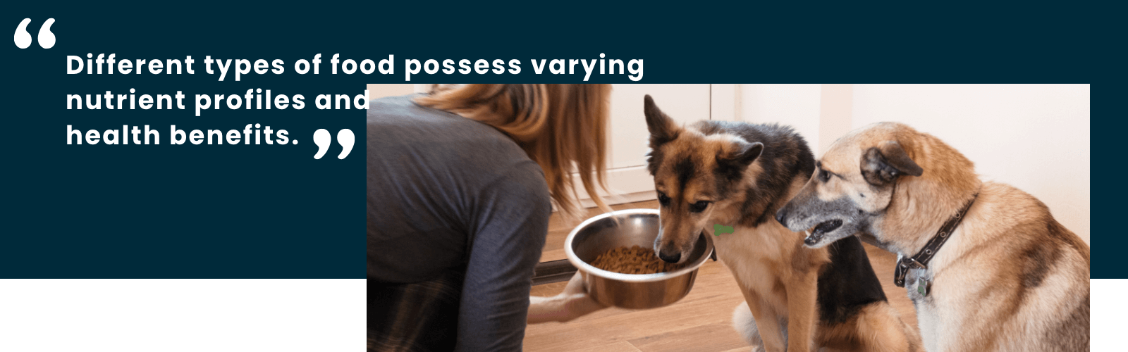 Rotational Feeding for Dogs & Cats: Benefits and How-To Switch