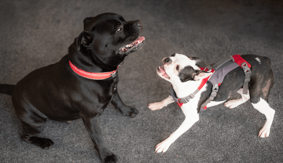 https://cdn11.bigcommerce.com/s-iakwzr7rs7/product_images/uploaded_images/two-dogs-facing-each-other-playing-m.png