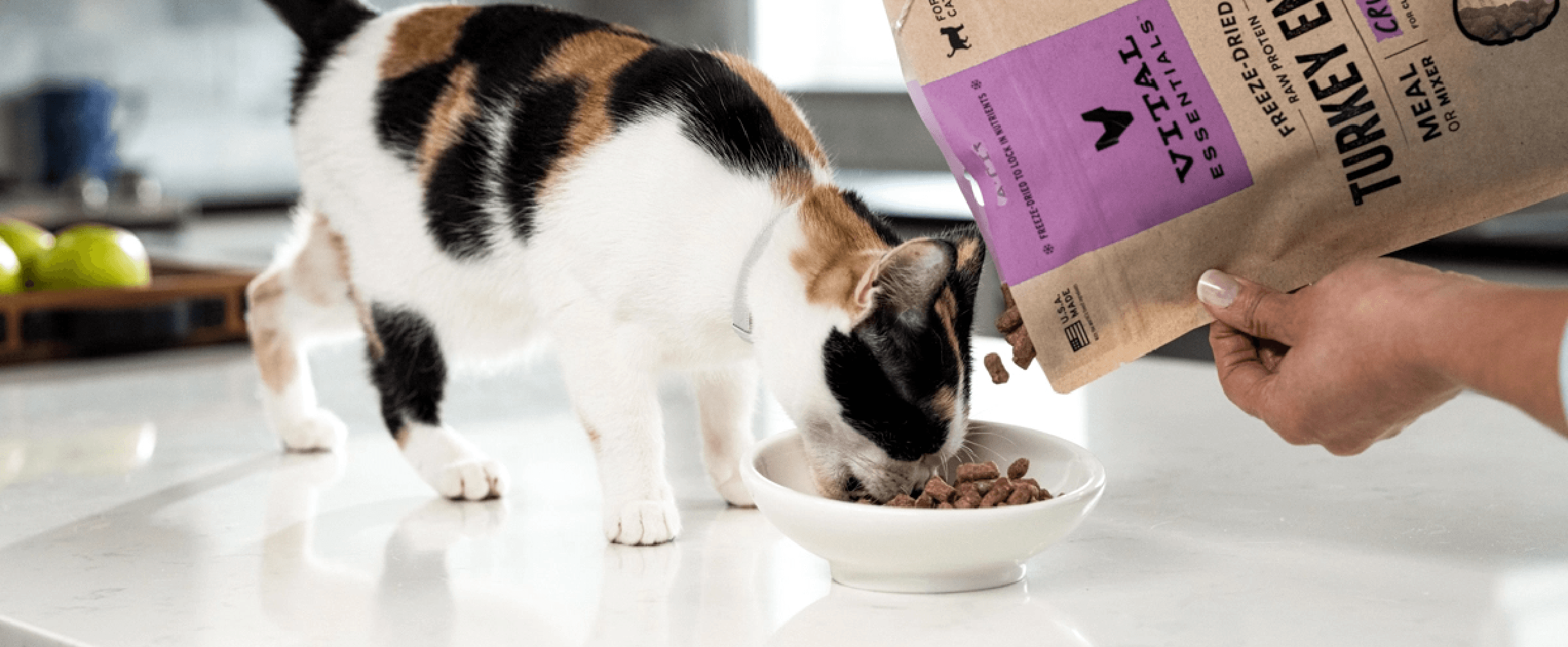 Cat eats from bowl