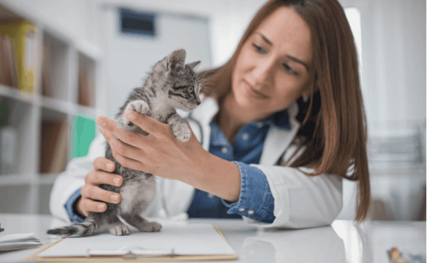 A vet examines a kitten