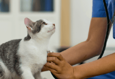 Vet holding stethoscope to cat's chest