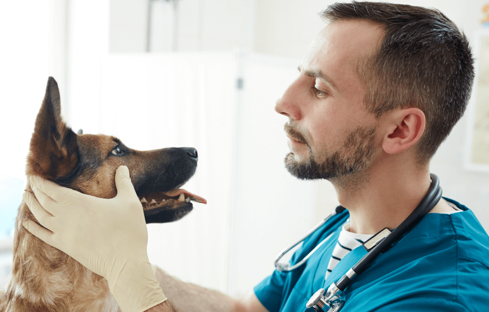 A vet places his hands under a dogs chin