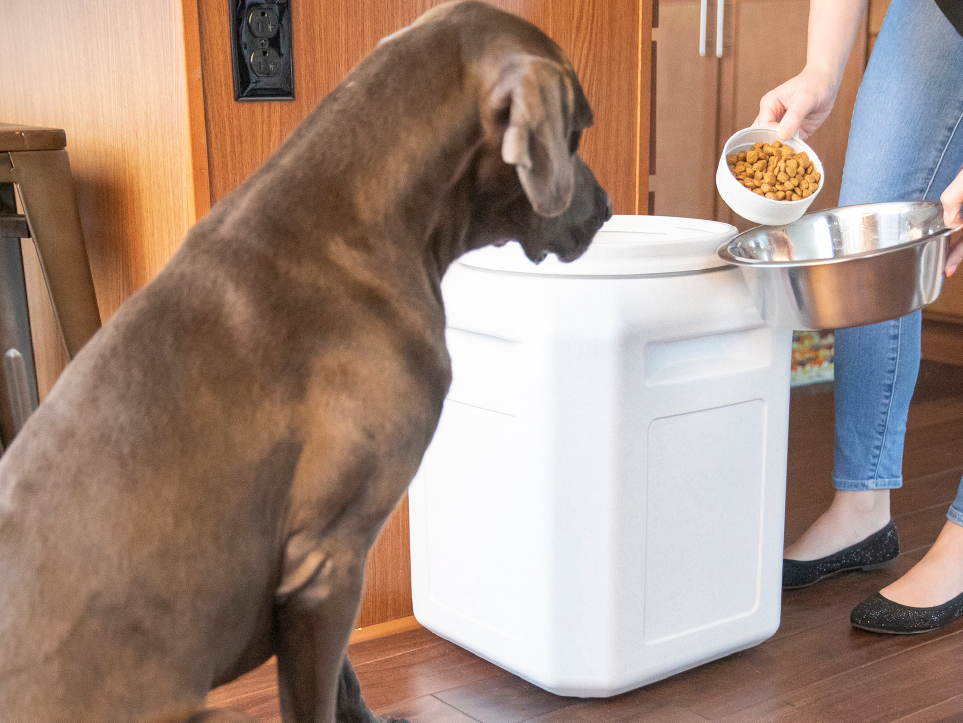 Dog waiting to eat
