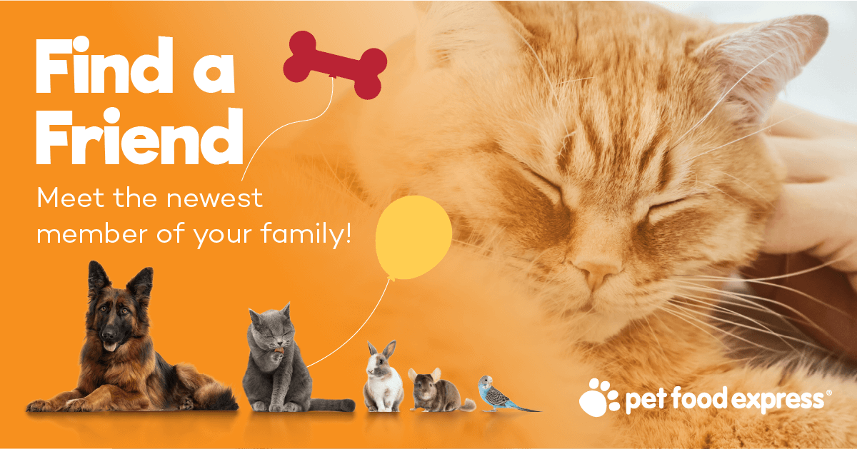 pet food express online