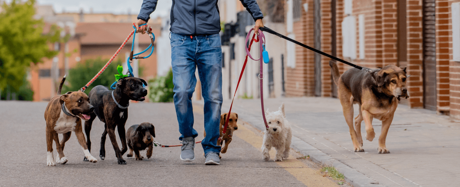 A man walking several dogs