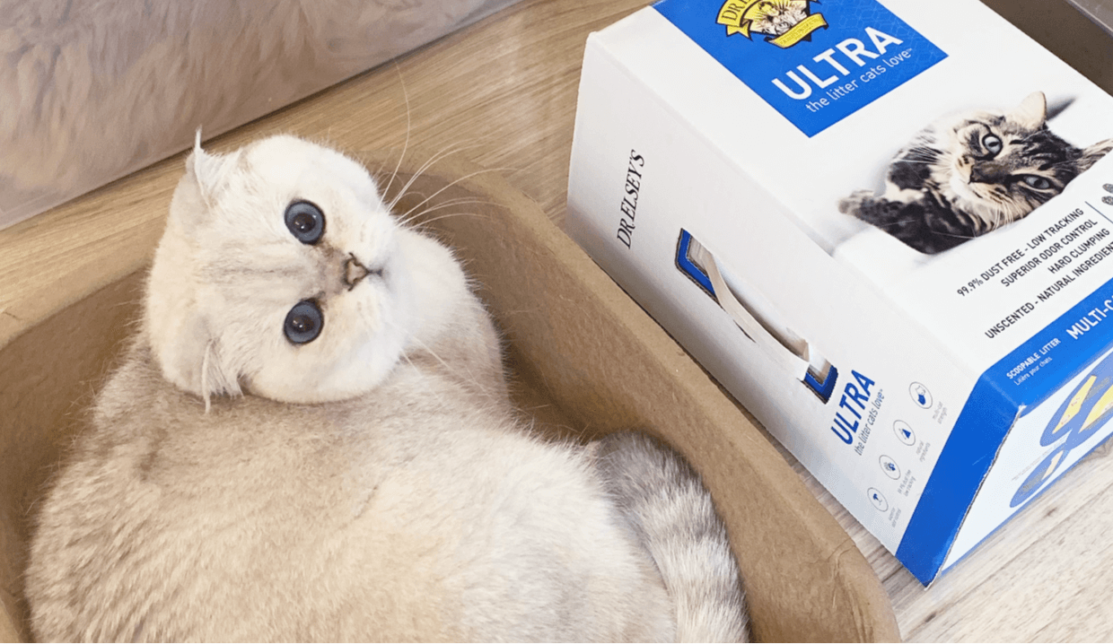 white cat posing with litter product