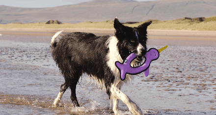 Dog walks on the beach holding a Beco toy in its mouth