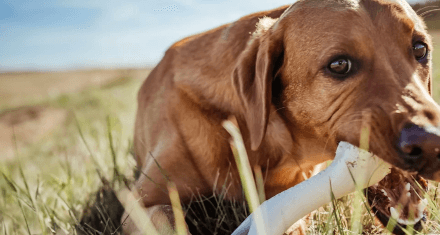 Dog on the beach chewing on a BetterBone product