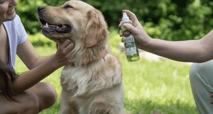 Yelow lab receives a spray of Earh Animal bug spray