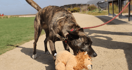 A dog plays with a Fog City Pet plush toy at the park