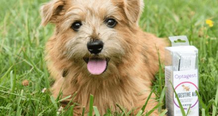 Terrier stands in grass next to inClover package