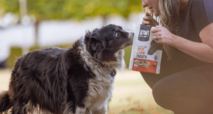 Dog sniffing bag of kiwi kitchens treats