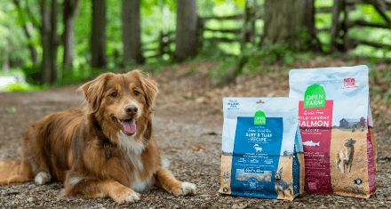 Dog lies on forest floor next to bags of open farm dog food