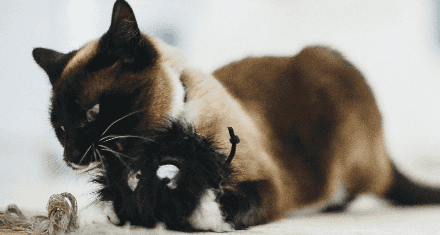 A cat plays with PLAY plush toy