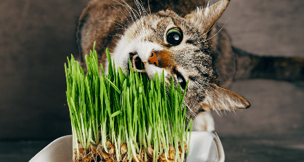 Cat chews on cat grass