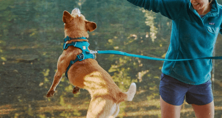 Dog wearing a Ruffwear harness jumps to catch a frisbee in front of a lake